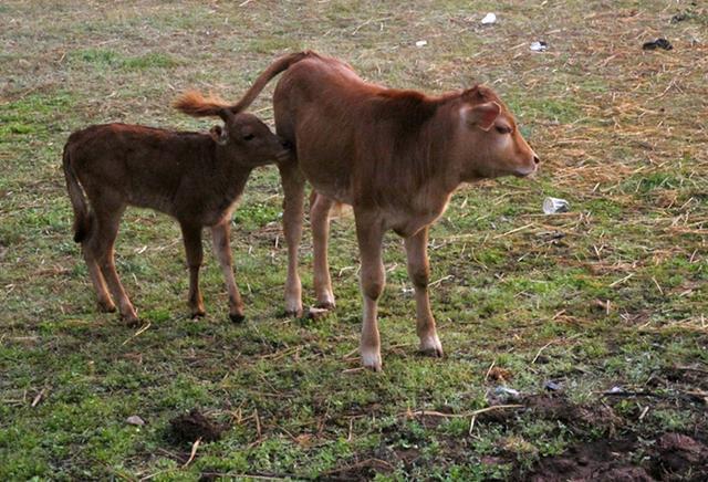 农村养牛前景好还是养羊前景好,现在在农村养牛好还是养羊好