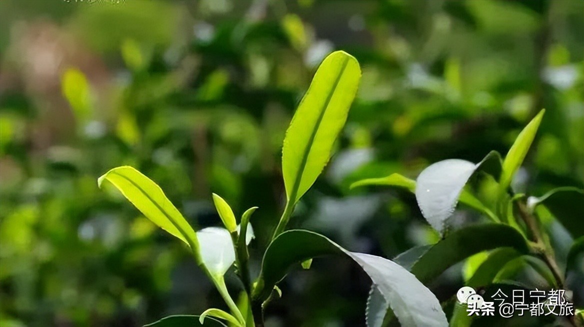 宁都小布景点,宁都县小布镇