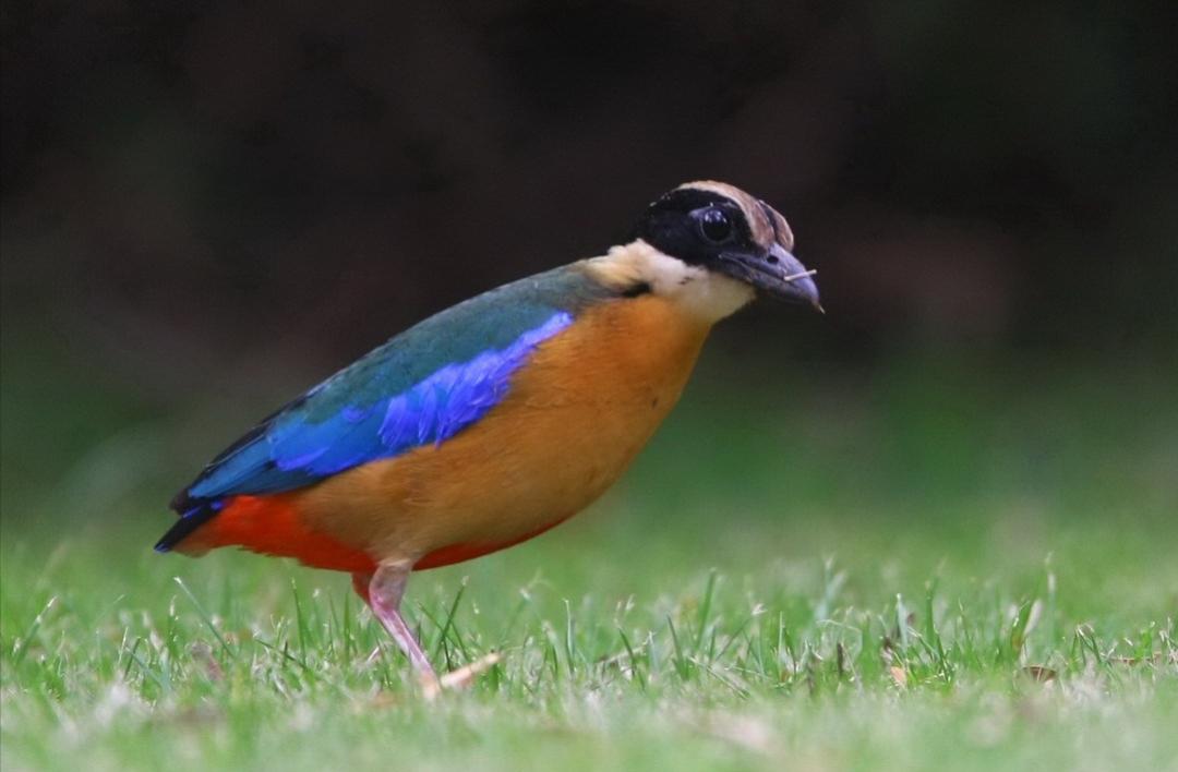 50张最佳鸟类摄影作品,鸟儿大全大图