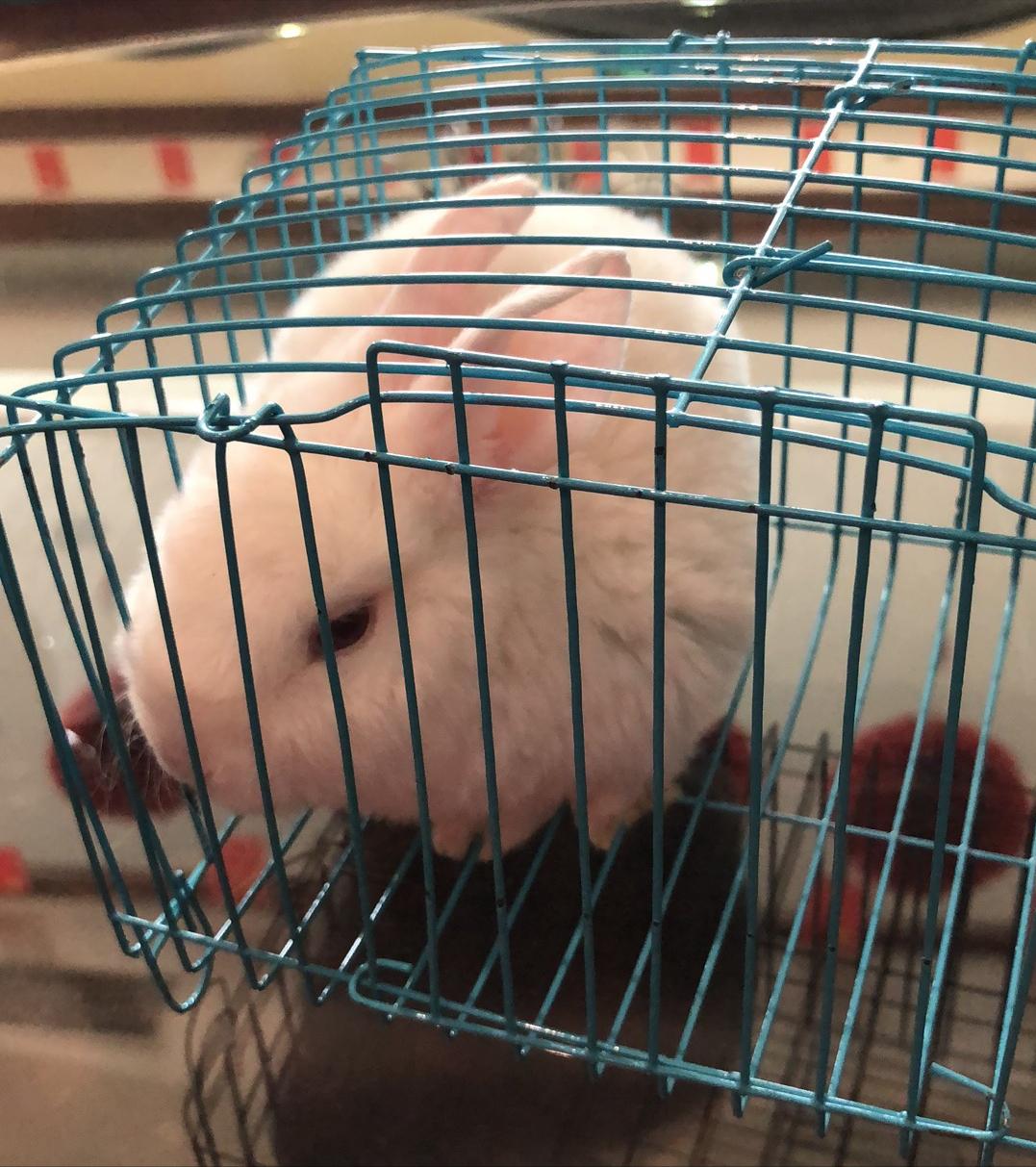 刚买的小兔子要死亡怎么办,自己家养的小兔子死了怎么办