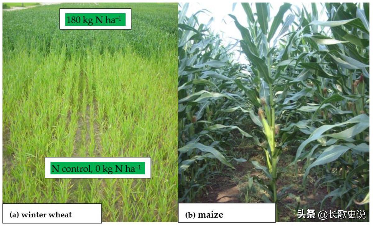旱作马铃薯栽培技术试验,单垄单行马铃薯高产种植技术