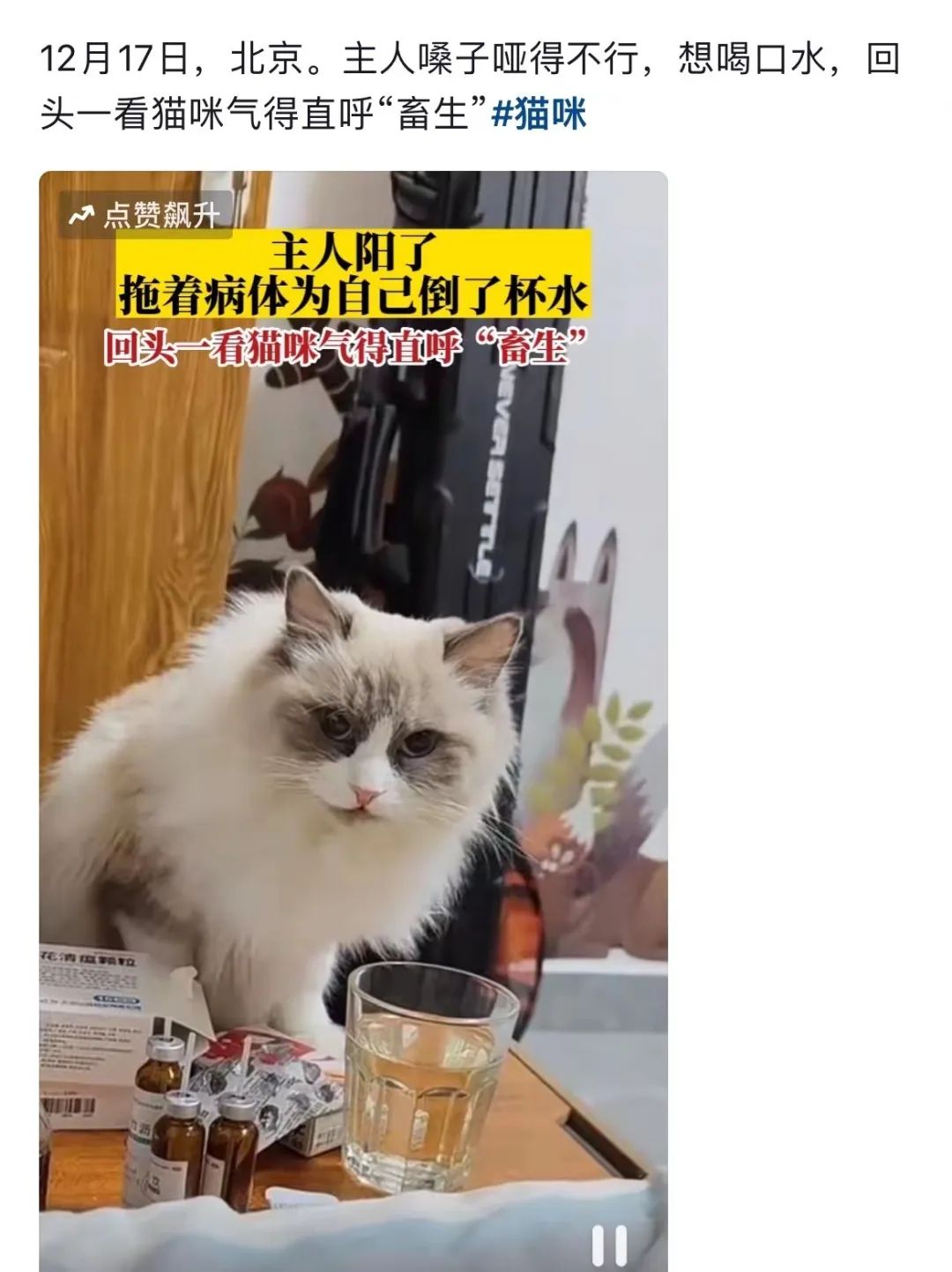 主人阳了，猫咪叼了包华子给他治嗓子，网友：真上道！