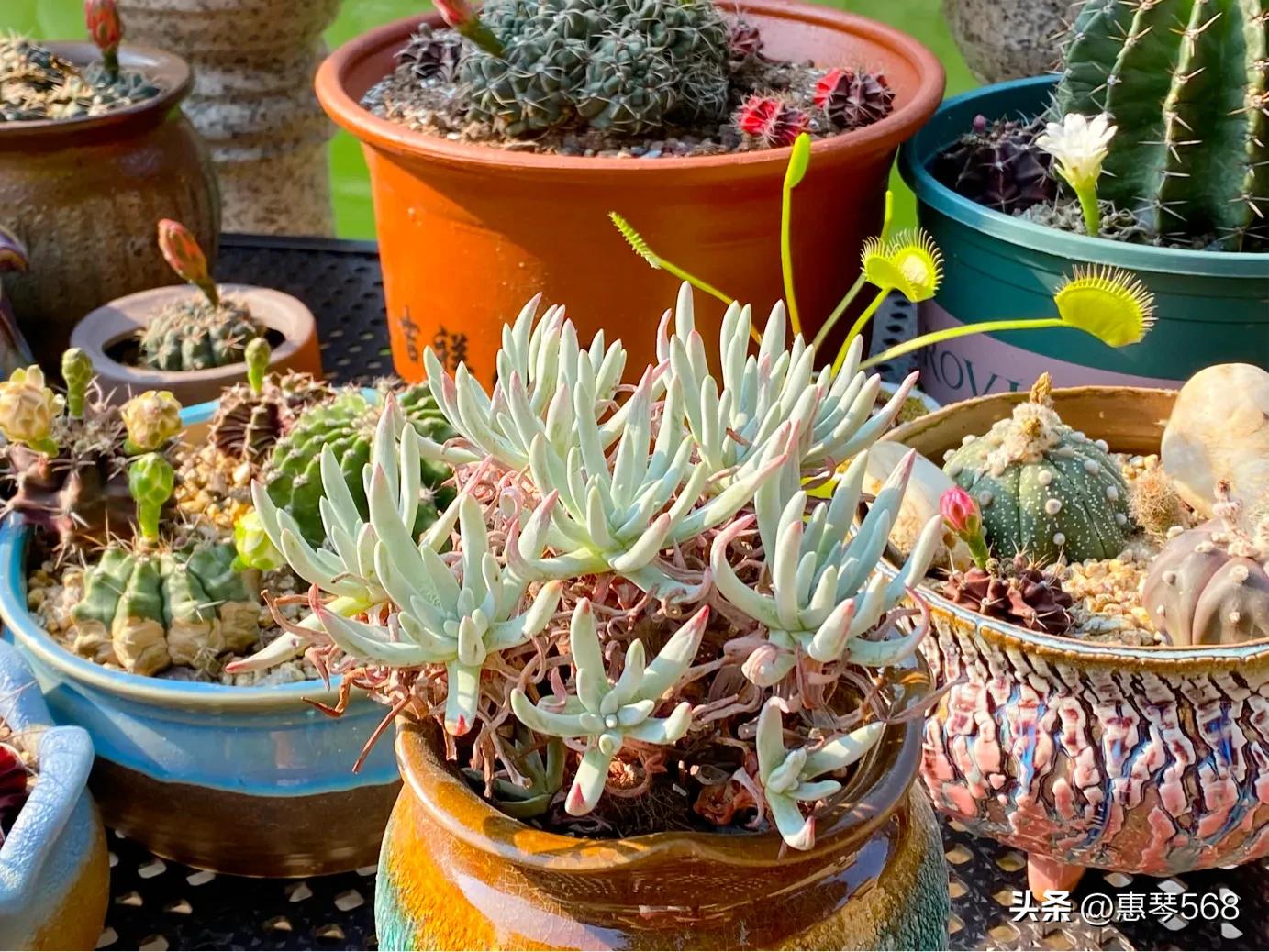 怎样养护多肉植物仙女杯,多肉仙女杯拍摄视频