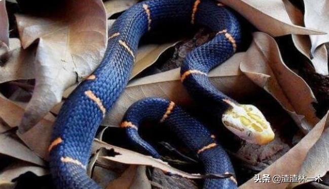 剧毒蝰蛇,毒性最强的蝰蛇