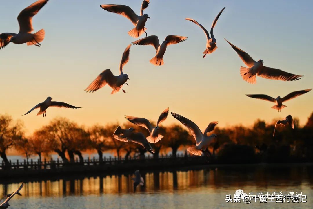 朝霞最美,最美朝霞歌曲