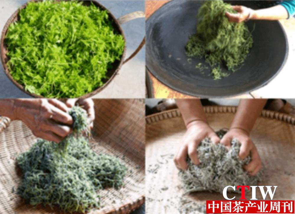 振兴乡镇：湘西雪茶——利咽护嗓甘甜芳香