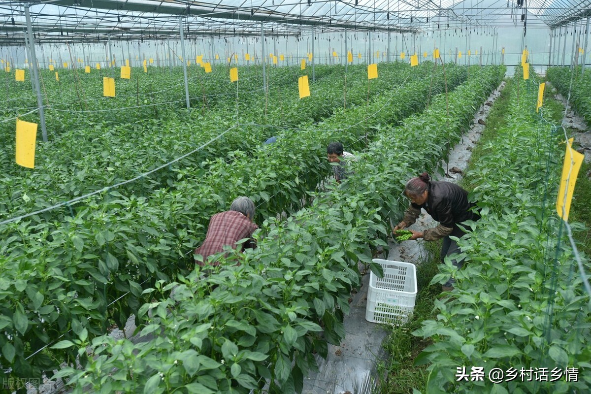 高温如何种植花卉蔬菜呢,夏季高温如何种植蔬菜