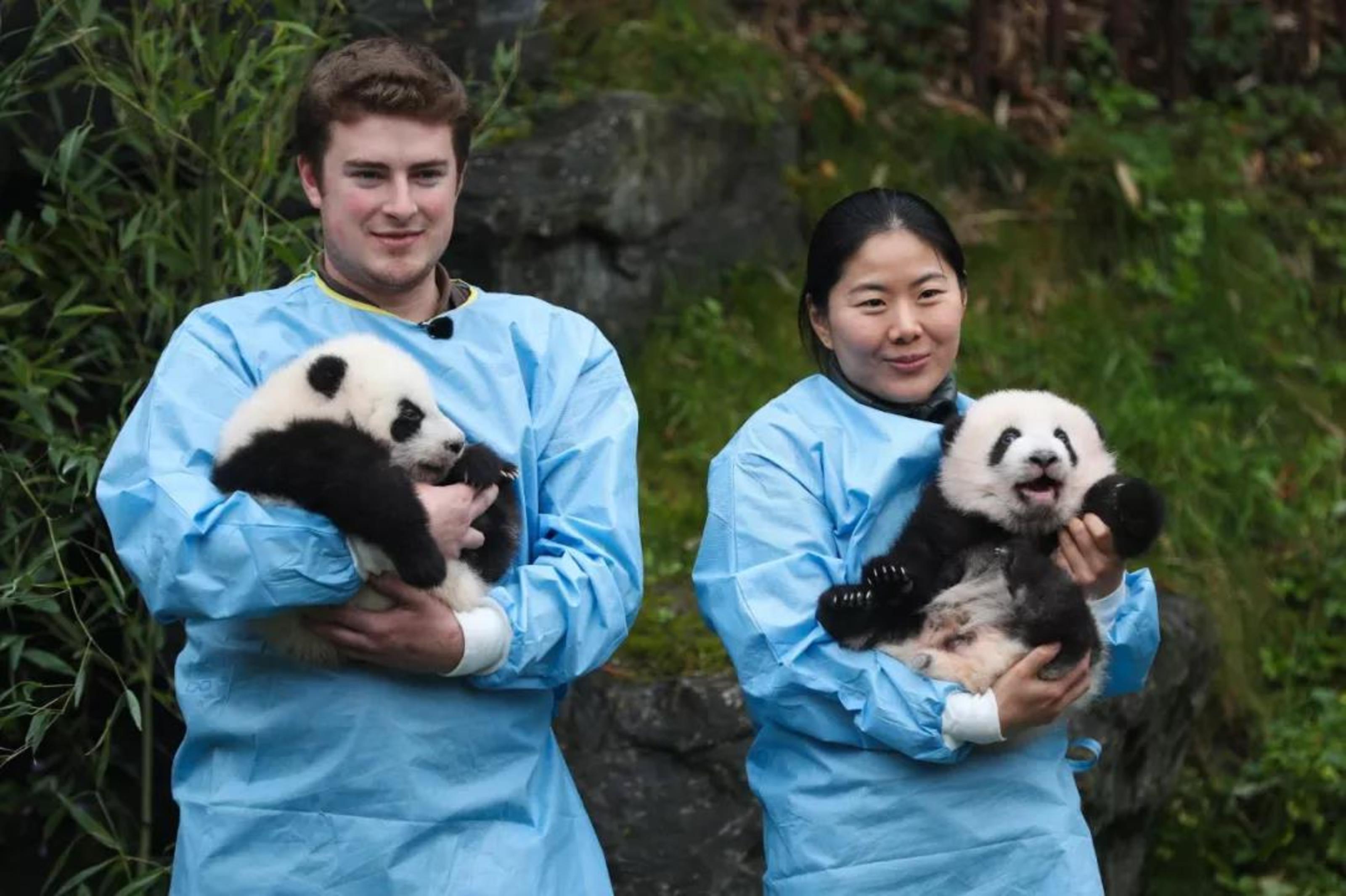 最喜爱大熊猫的前六名国家,世界上最宠大熊猫的6个国家