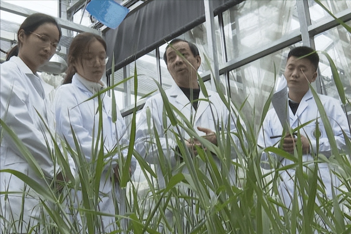 大麦生长的养分,大麦的生长期分为哪几个阶段