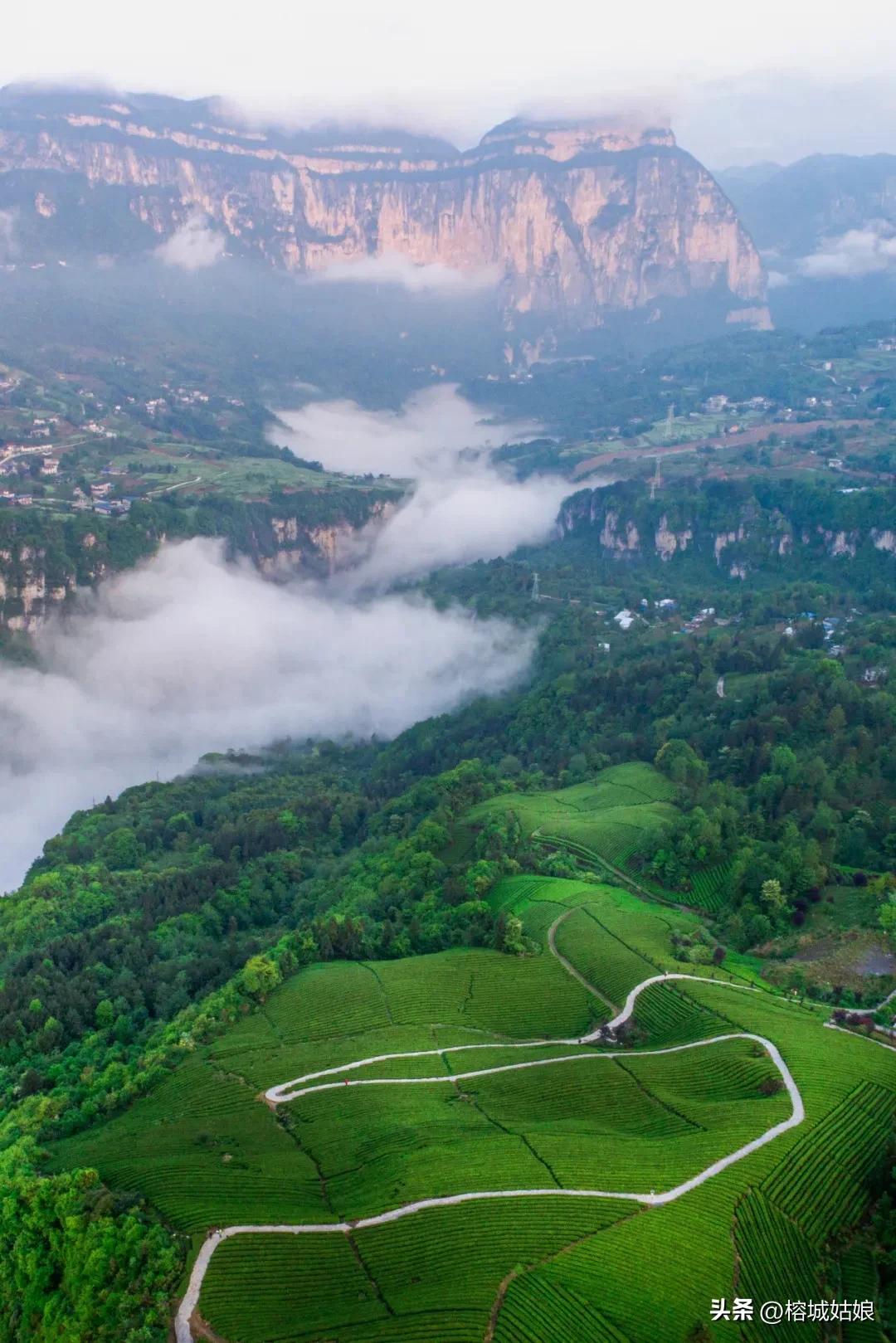 茶港历程,东方茶港历史