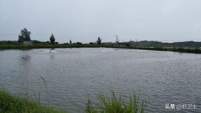 虾塘早上ph值8.4晚上ph值9.0,虾塘ph值早上8.2下午9.0怎么处理