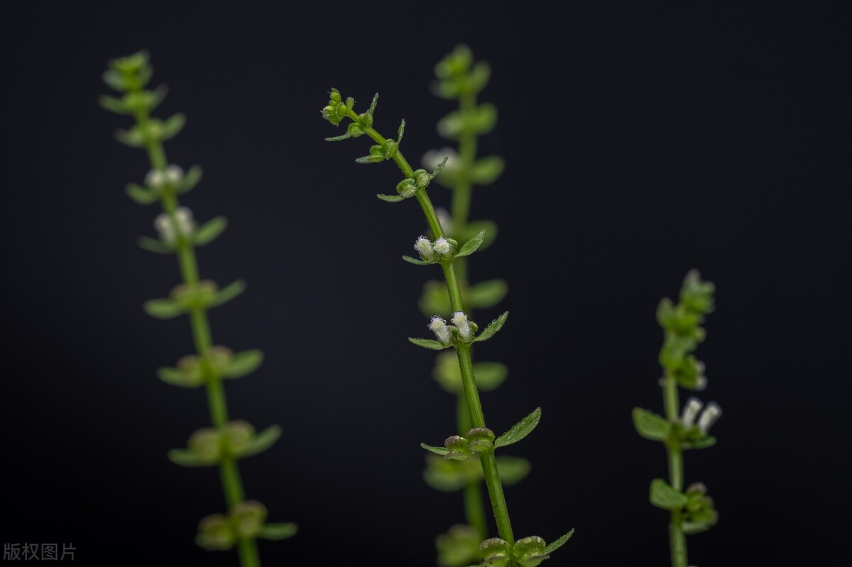 半枝莲有哪些功效和作用,半边莲和半枝莲功效作用
