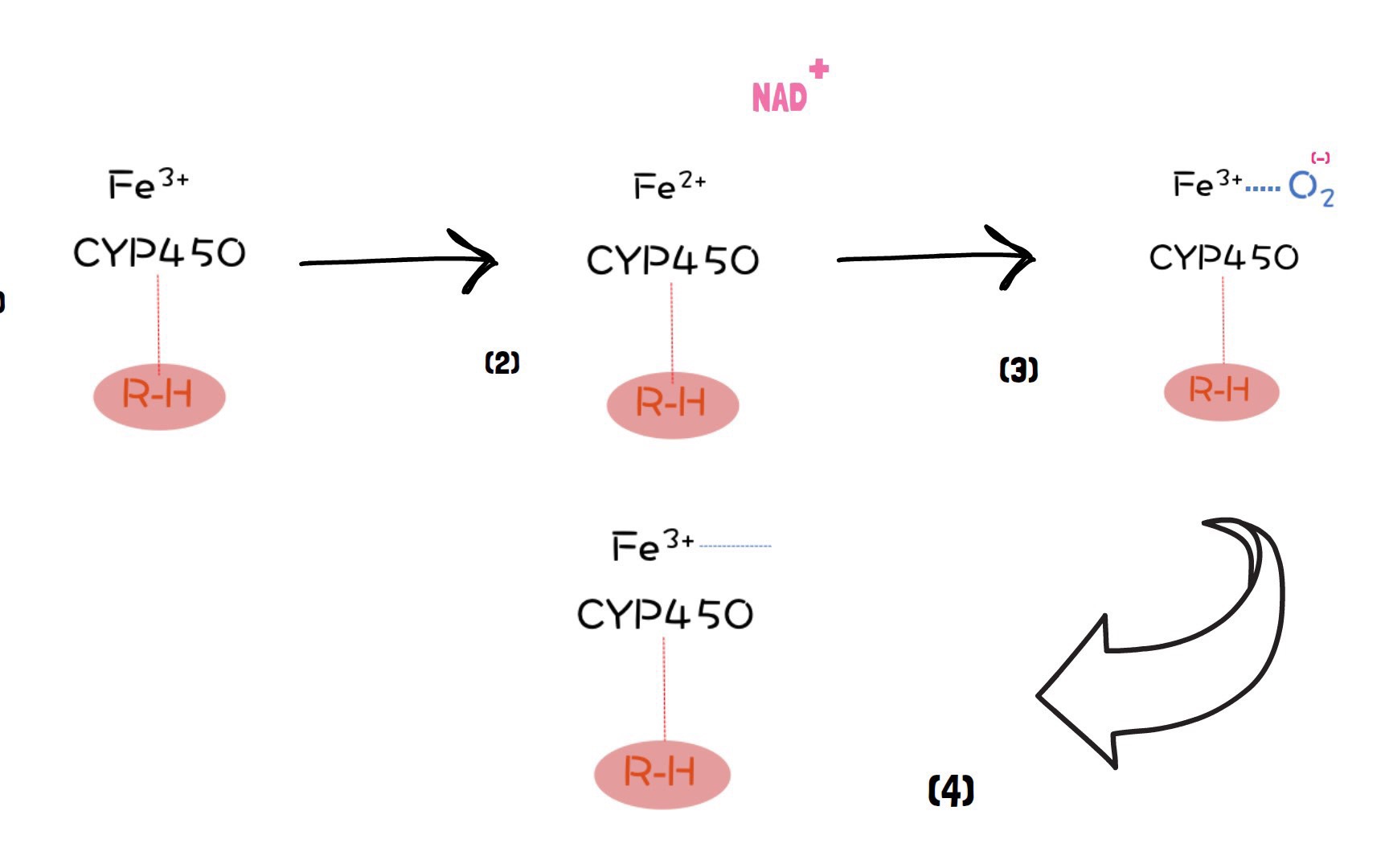 茉莉酸分子机制,茉莉酸受体抑制剂及其作用机理