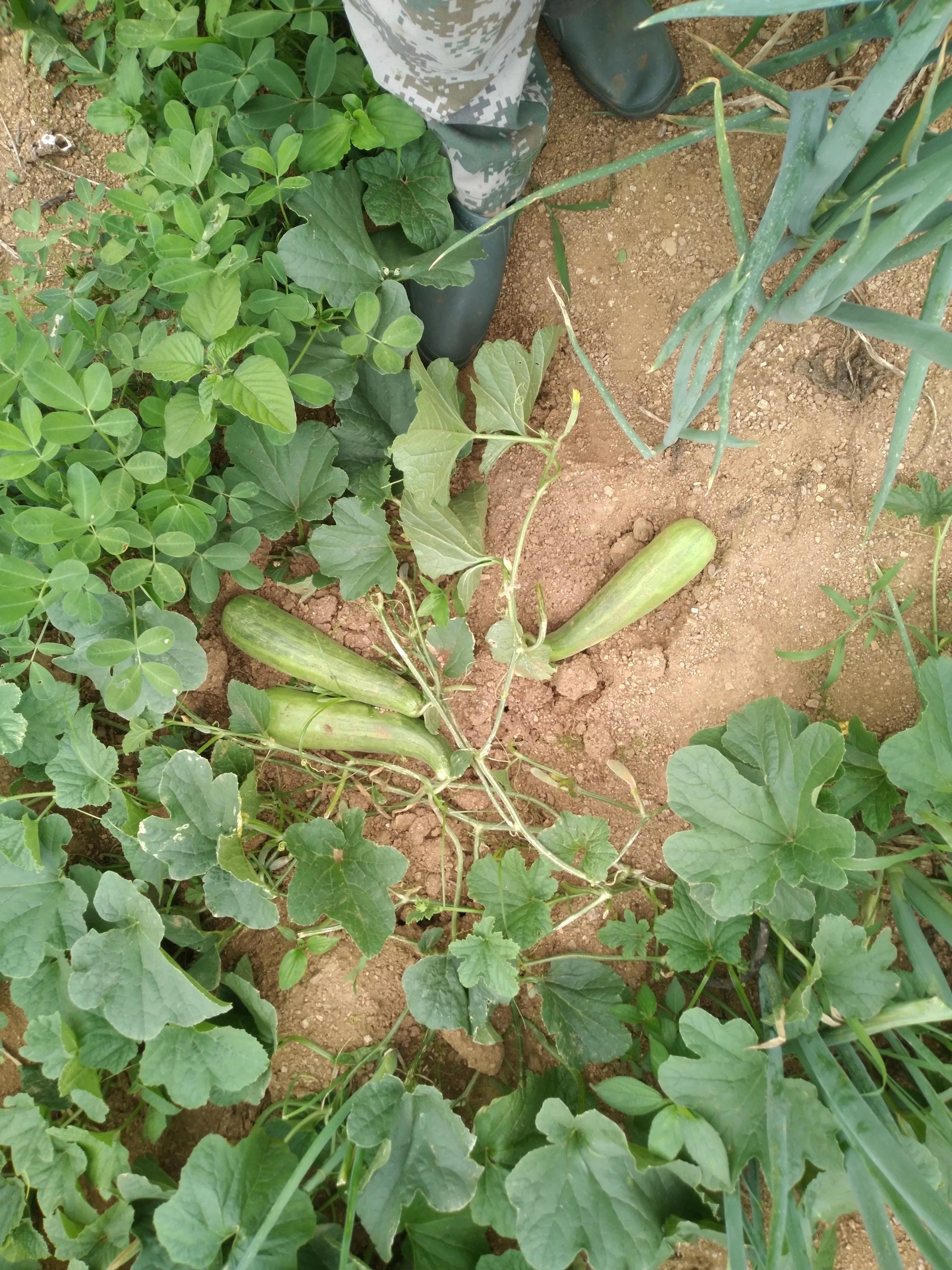 农村是大有作为的地方是谁说的,农村这个广阔的天地是大有作为的