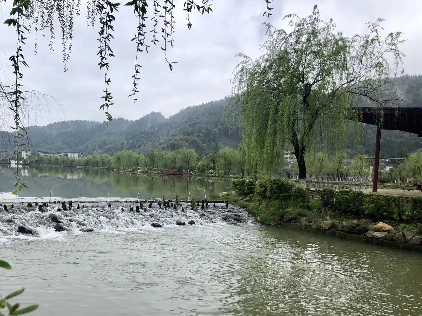 40首咏柳七绝现代,贺知章咏柳七绝