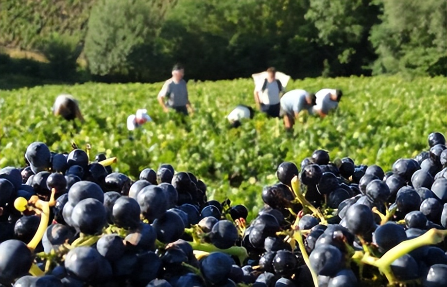 【醉佳酒款】js的百分酒庄——Anita大搜酒超值代采开启！