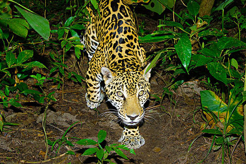 热带雨林十大危险动物蛇,亚马逊热带雨林最恐怖的蛇
