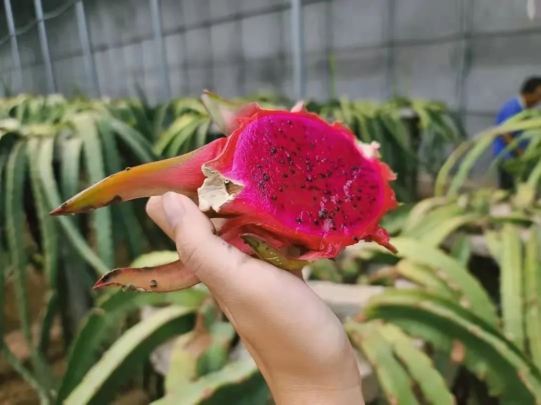 济南采摘园推荐最新,济南采摘园推荐秋季