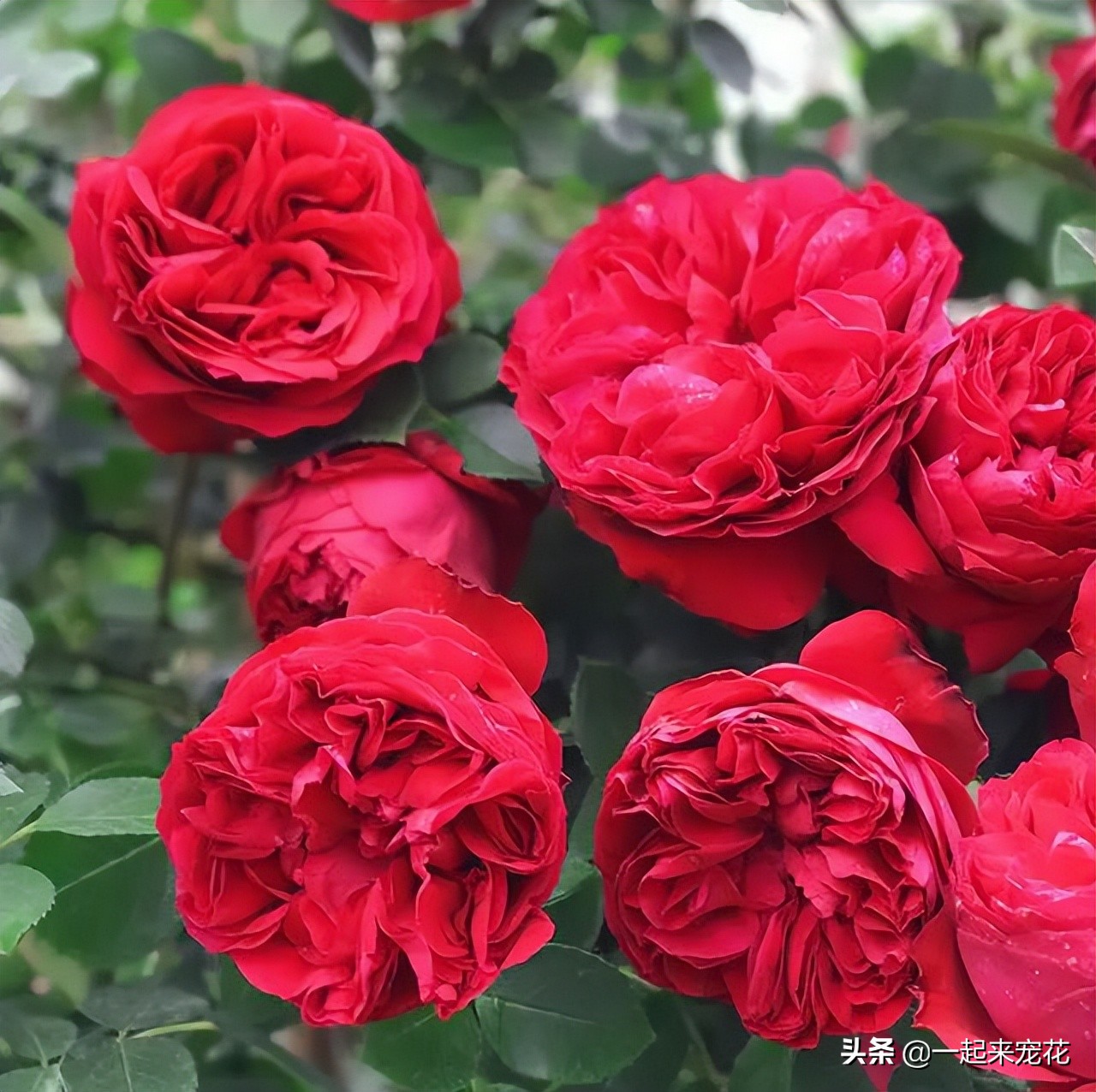 最漂亮的10种月季,四种最漂亮的月季