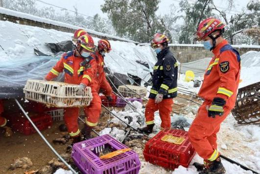 搜救犬雪地救人埋掉,搜救犬雪地救人