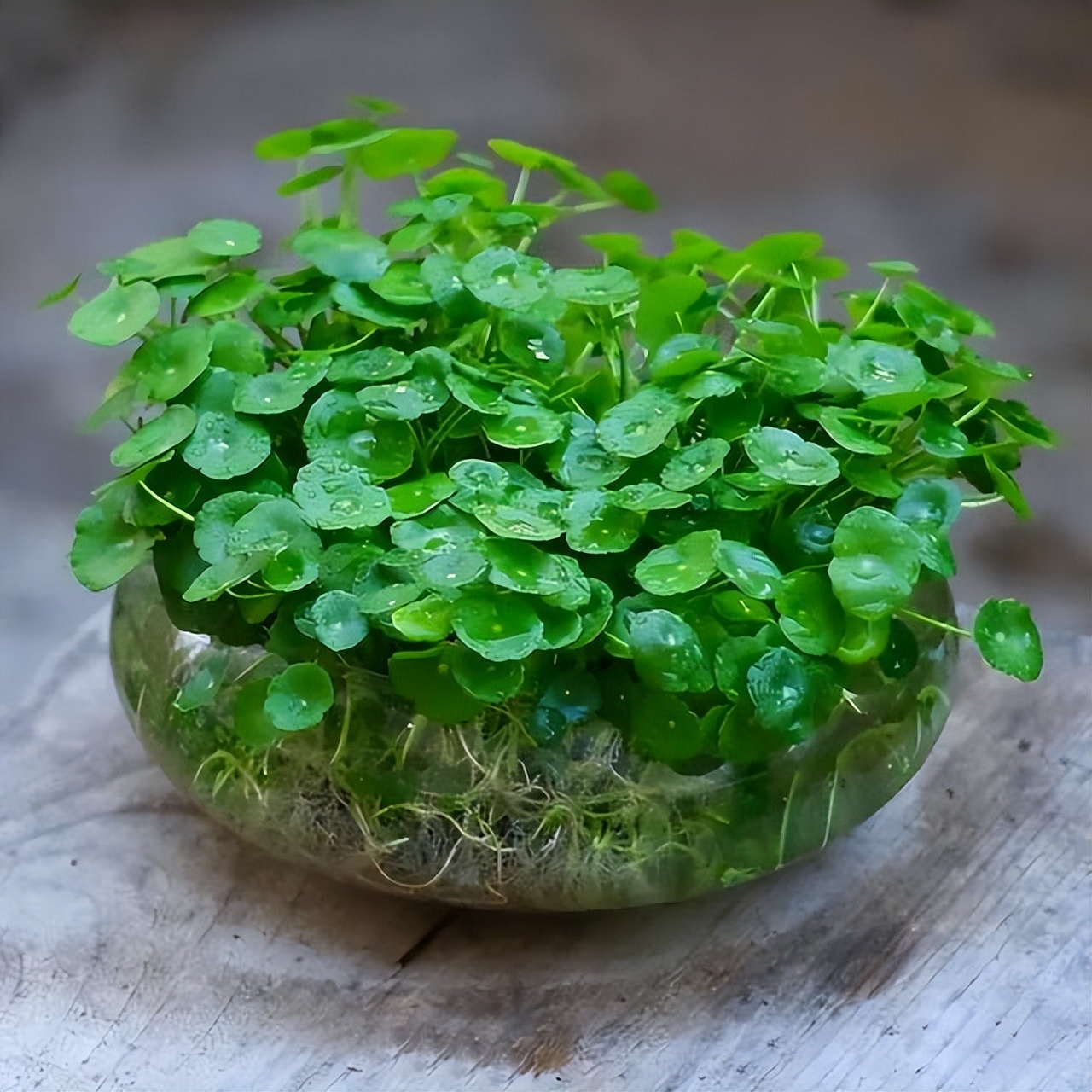 养花达人必备的44个养花绝技,8个实用的养花小技巧