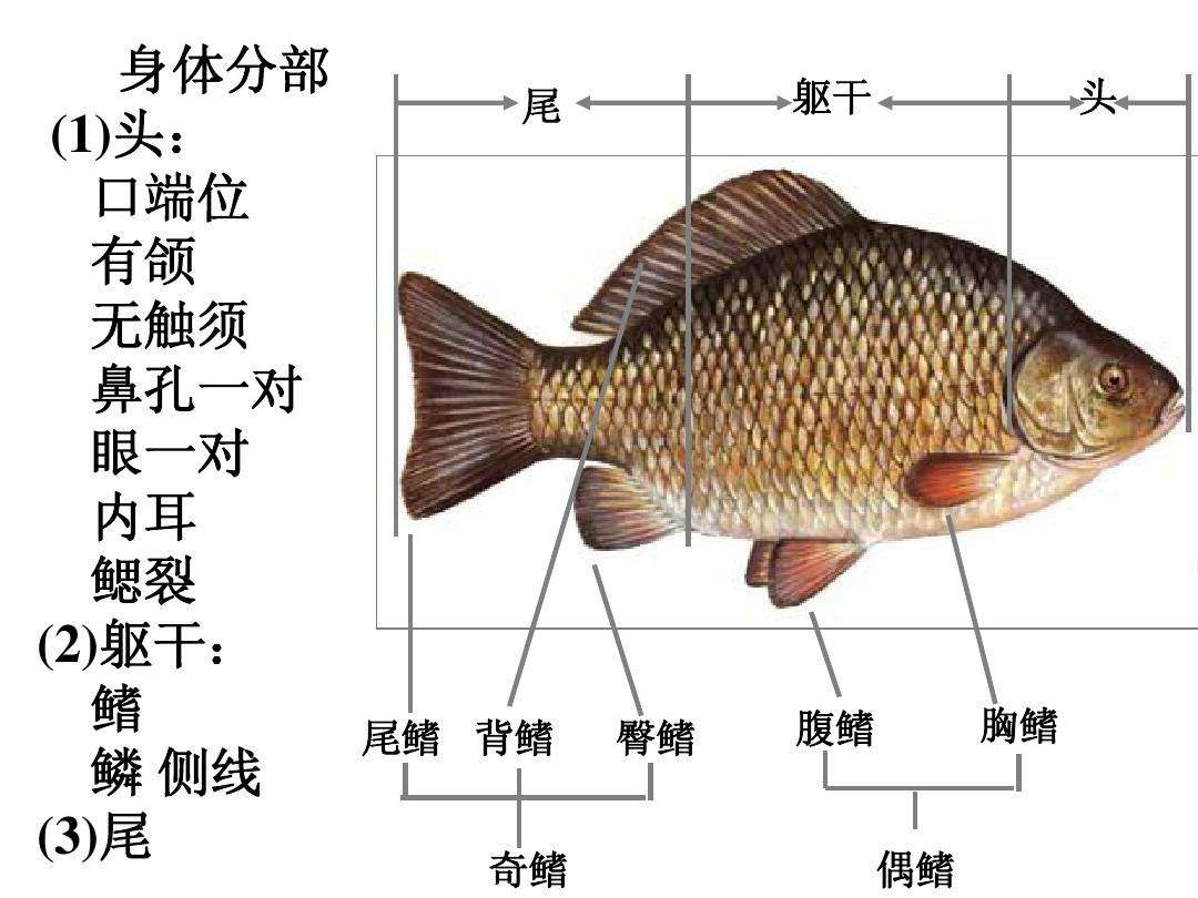 悬赏五百万抓鲤鱼,悬赏20万抓鱼