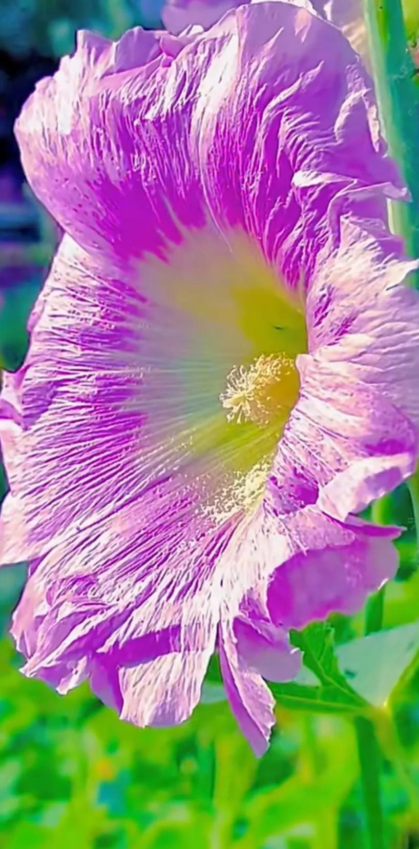 蜀葵花唯美大图片,世上最美的蜀葵花图片图文