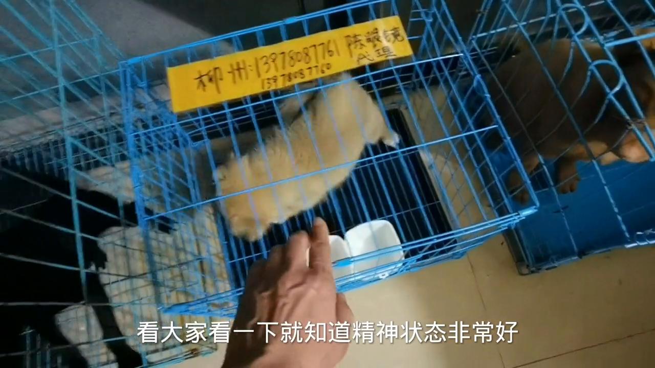 刚治好细小的狗狗,十几天小奶狗得了细小治愈率