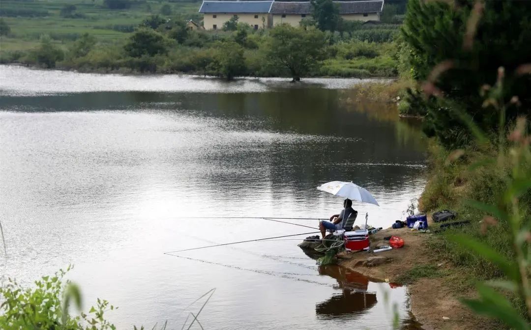 有鱼无口是什么情况,有鱼没口用什么饵料