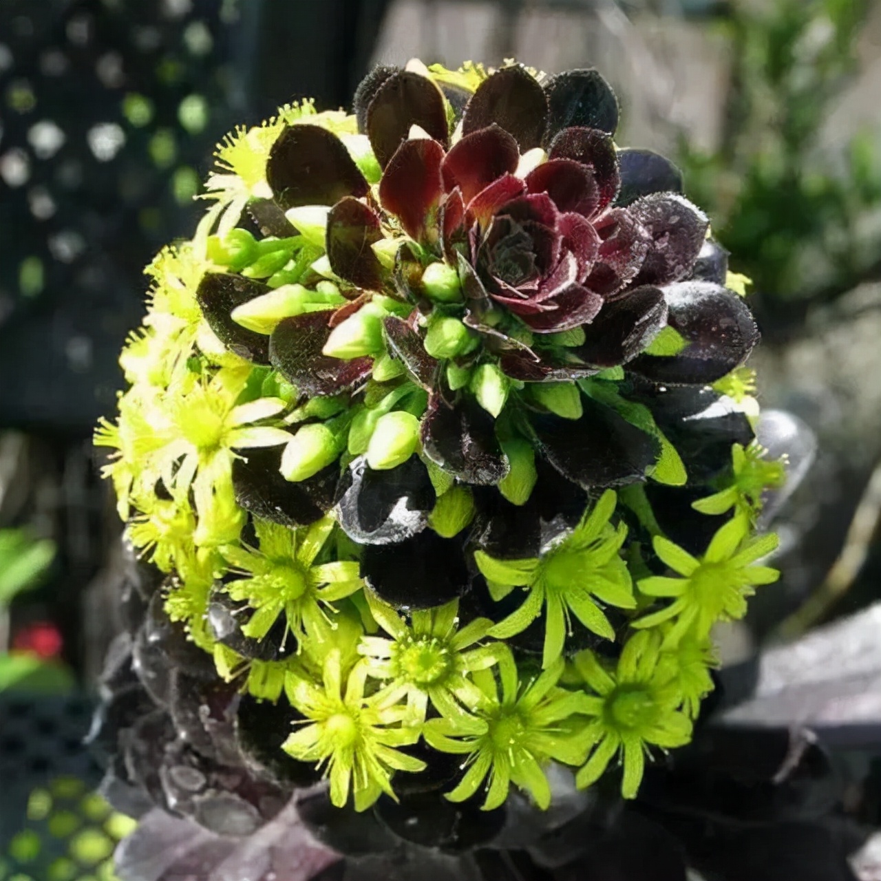 多肉中间开花怎么办,多肉分叉开花以后怎么处理