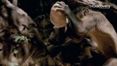 鏂硅劯鐚村瓙妯′豢浜虹殑琛ㄦ儏,鎾炶劯鏂硅劯鐚村瓙鐨勫コ缃戠孩