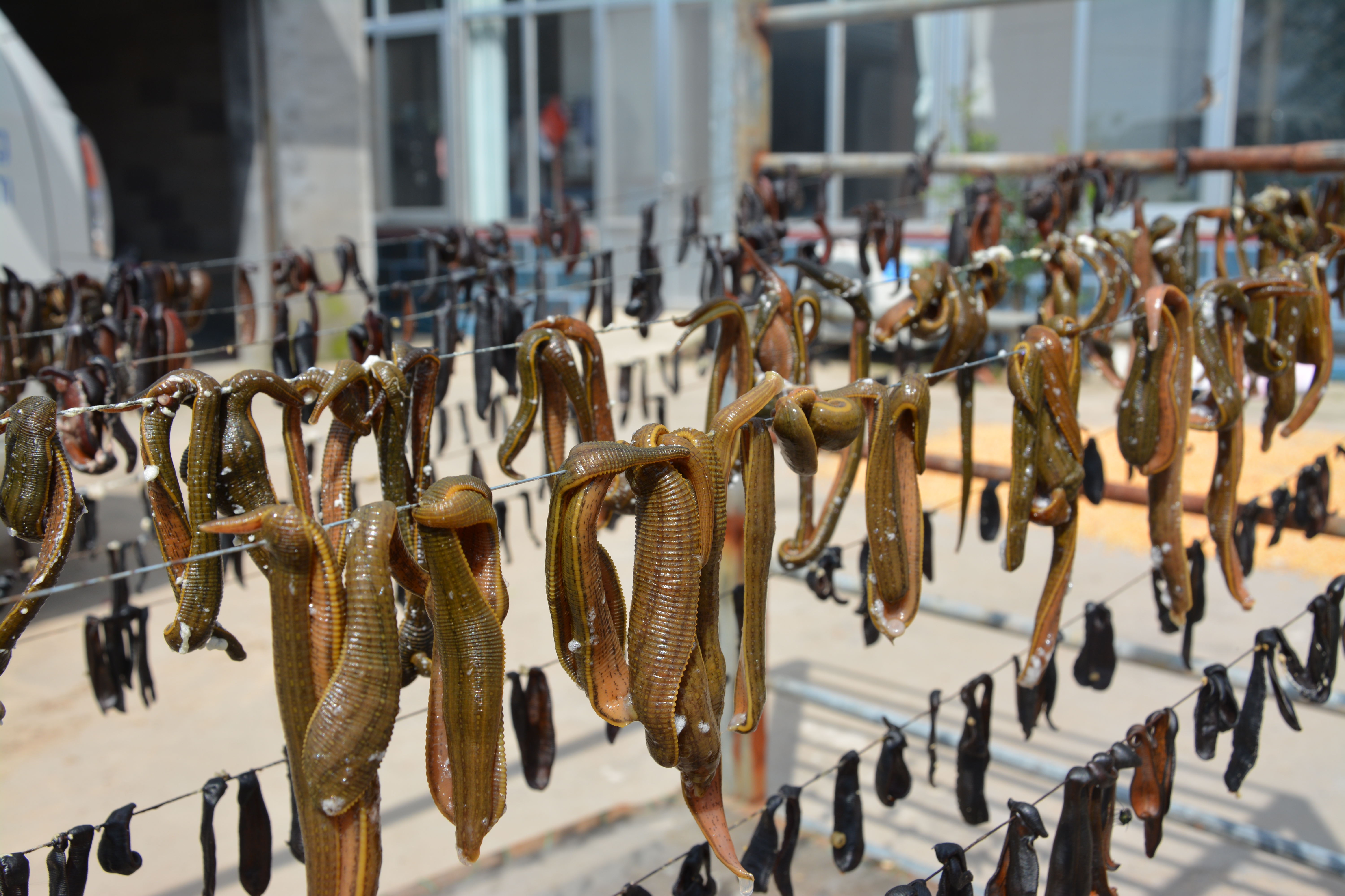 稻田里巧养水蛭助力乡村振兴,稻田养殖水蛭投资方案