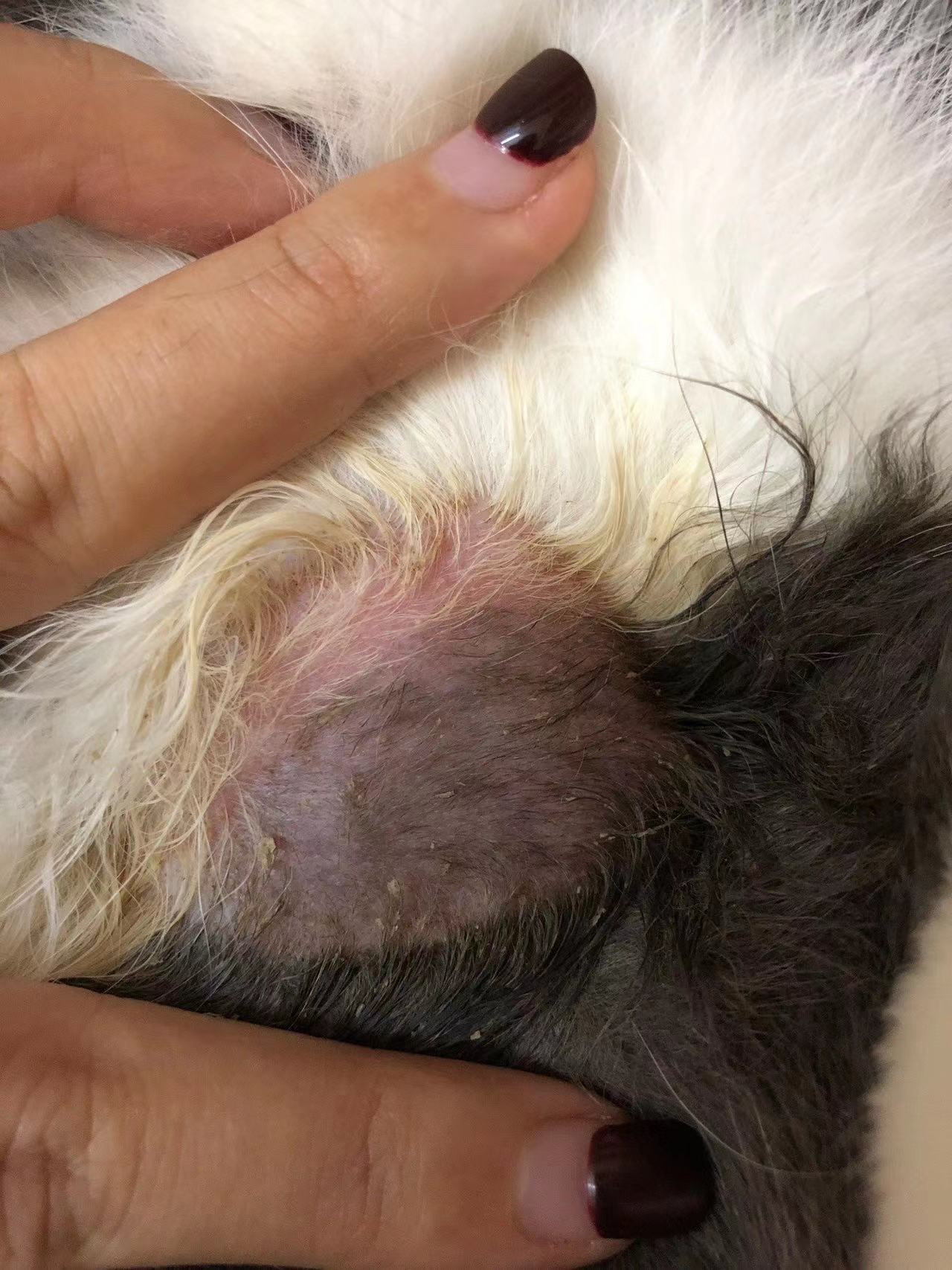 猫癣是什么,该怎么治疗?