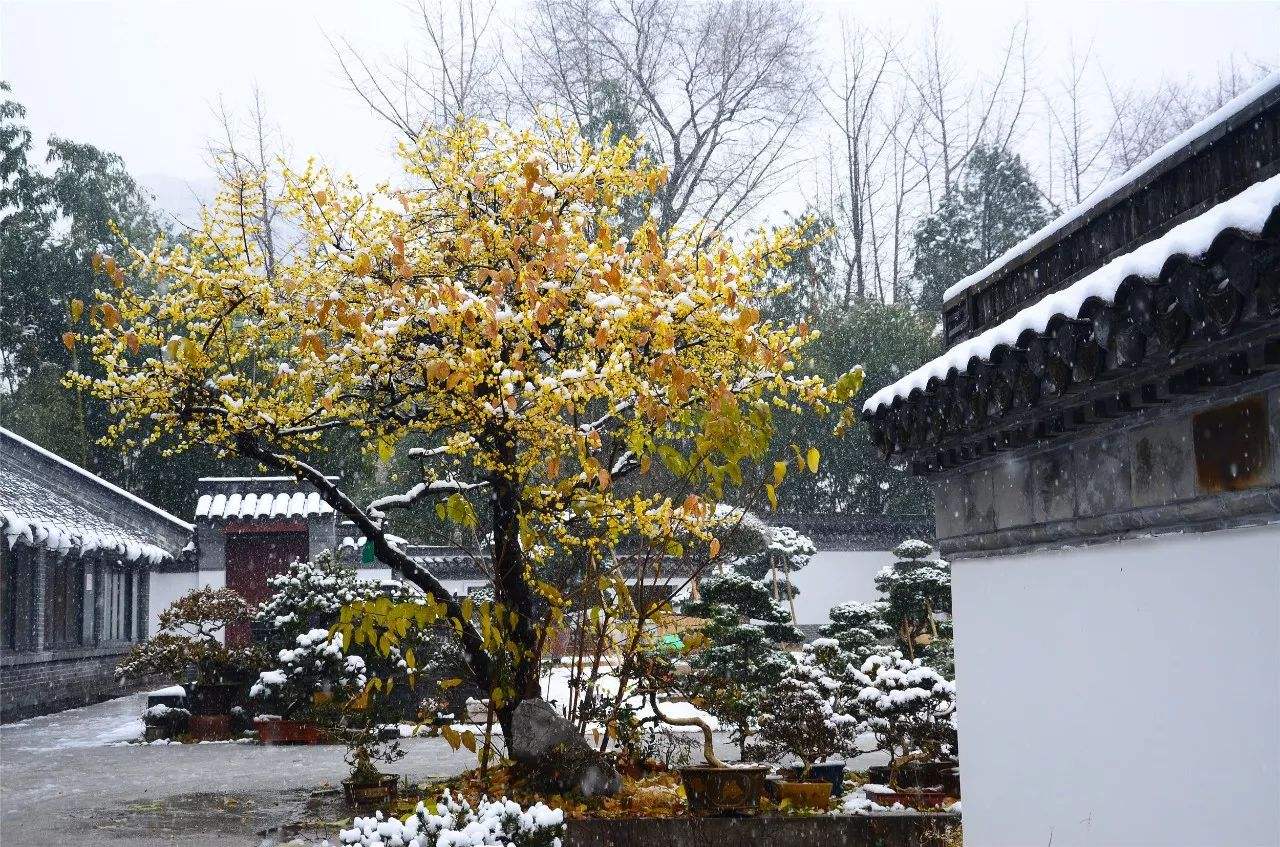 腊梅在温室和室外开花早晚一样吗,腊梅的花苞遇到正常温度就开花吗