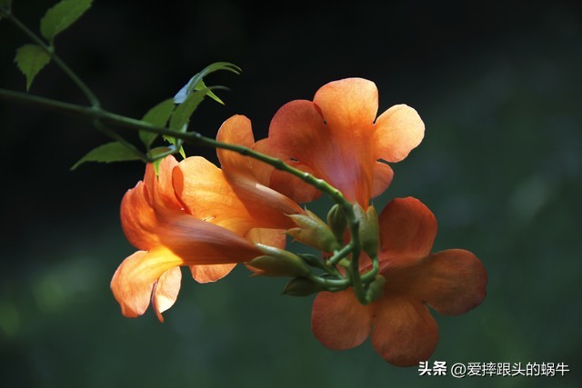 夏日里盛开的凌霄花,绚烂开放的凌霄花