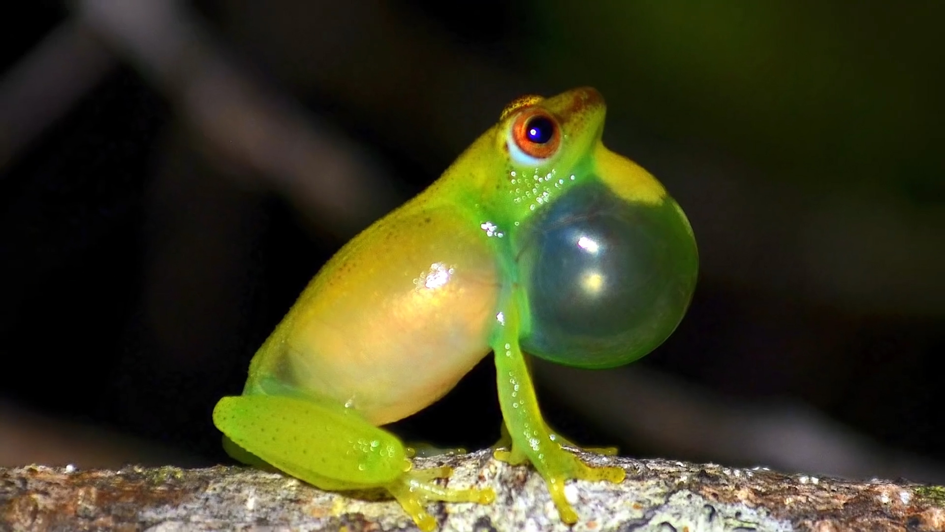 地球之肺亚马逊雨林有多恐怖,地球禁区亚马逊雨林
