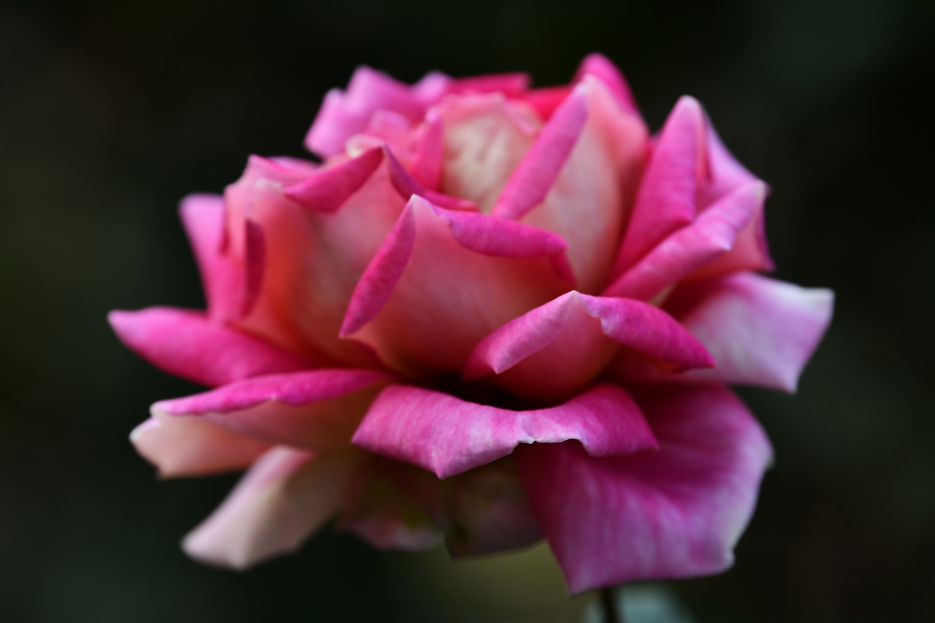 广州市番禺区宝墨园攻略,广州宝墨园景观