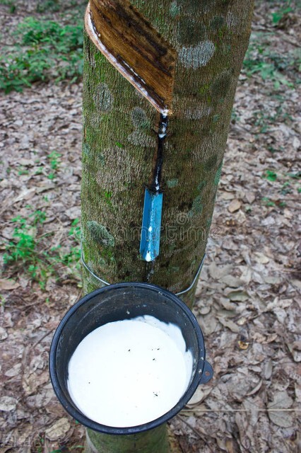 泰国橡胶枕头假货曝光,真假乳胶枕行业黑幕