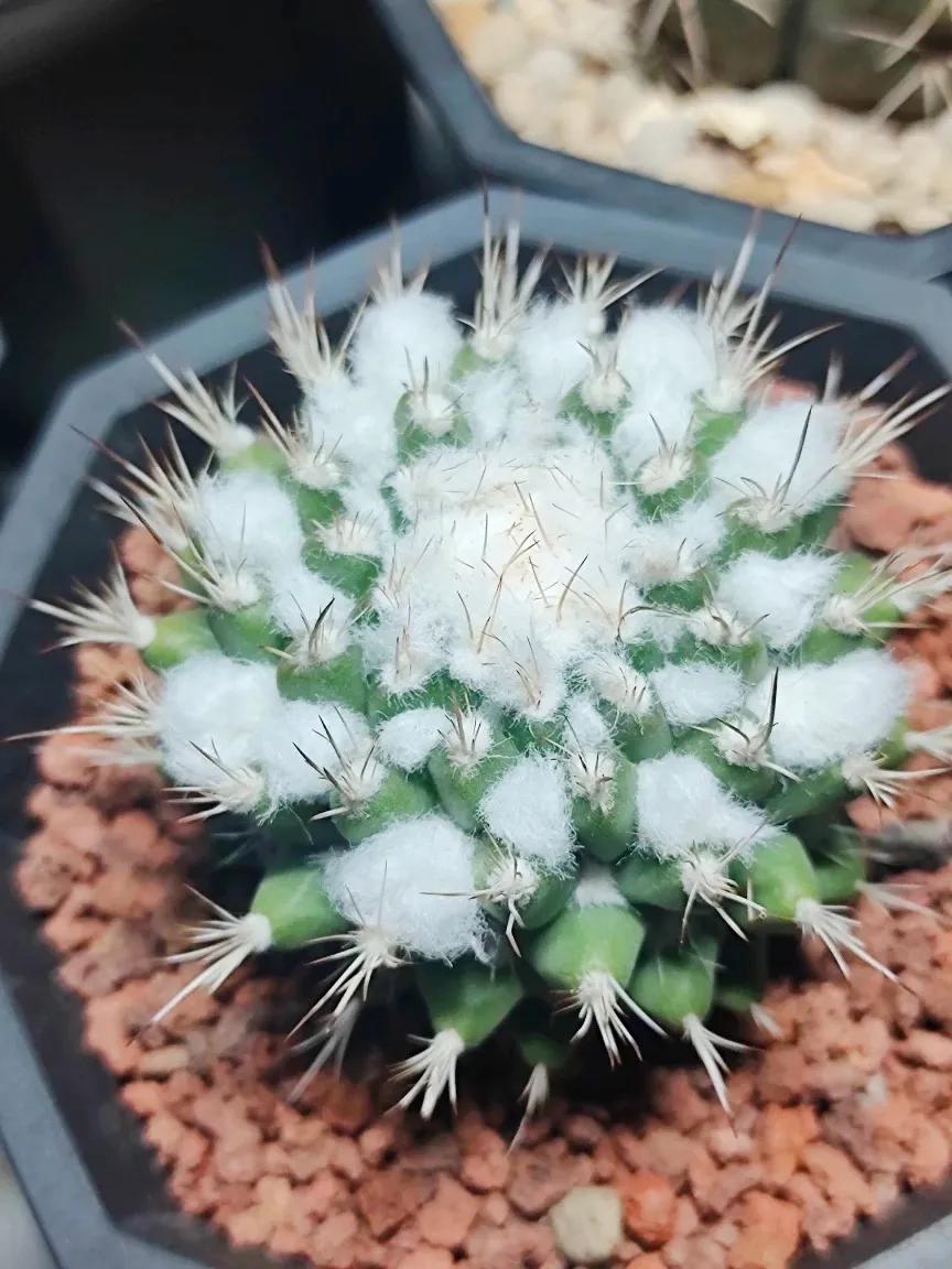 仙人球,仙人球花图片