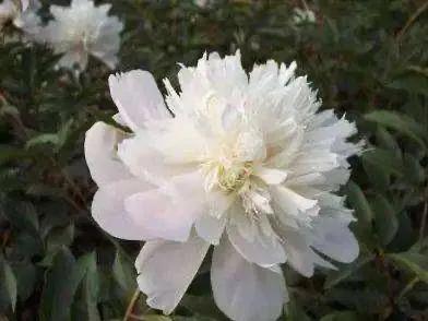 银丝贯顶牡丹只有一棵吗,珍贵牡丹花银丝贯顶