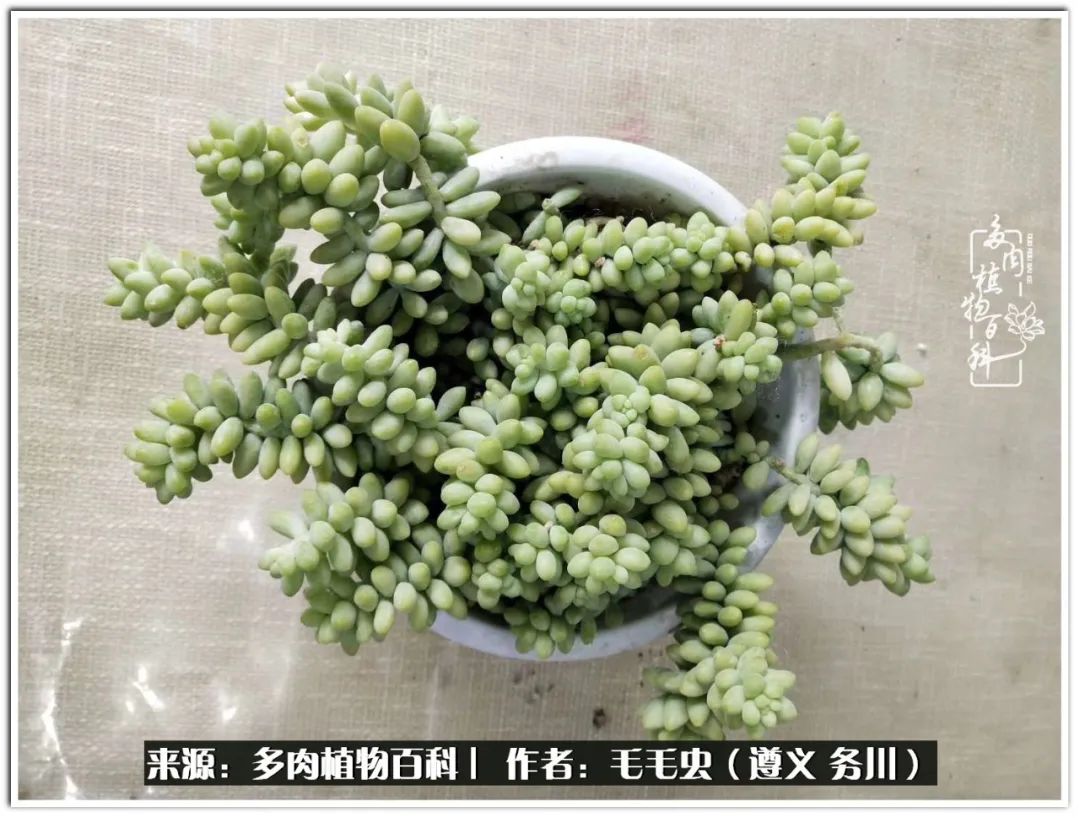 多肉可抵岁月,多肉之花语