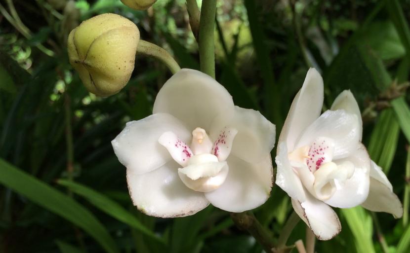 仙人掌墨西哥国花,仙人掌哪个国家的国花