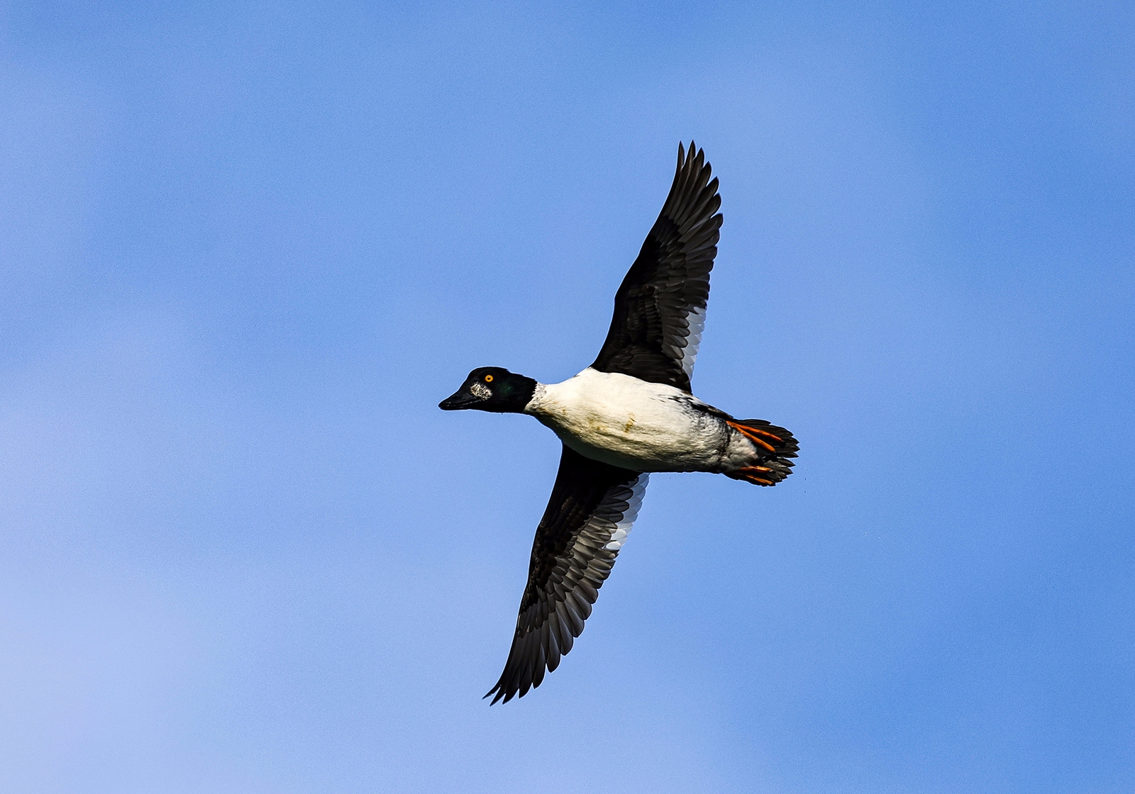 佳能canoneosr3测评,佳能eosr3震撼登场