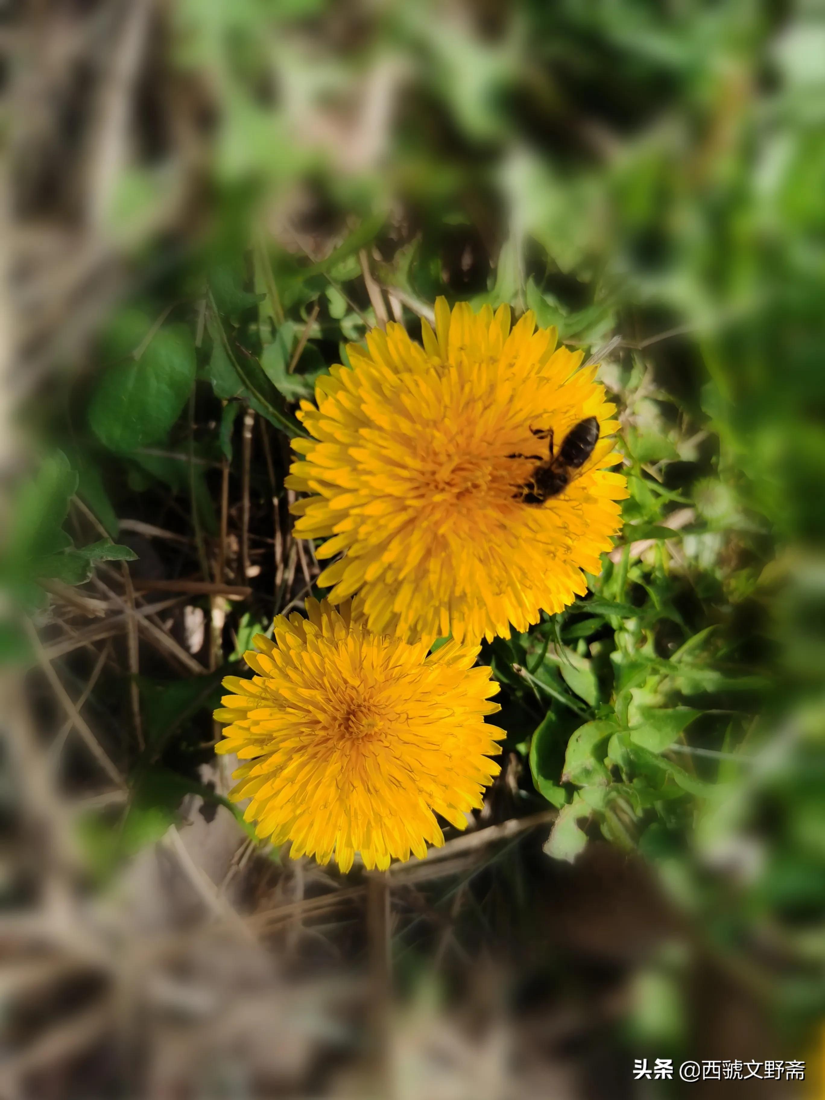 蜜蜂与荷花七律,七律蜜蜂采花