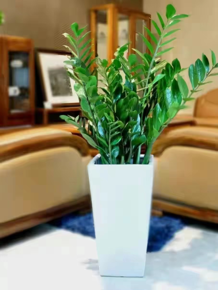 耐旱的花秋冬需要少浇水吧,这6种花就喜欢水多越浇越爆盆