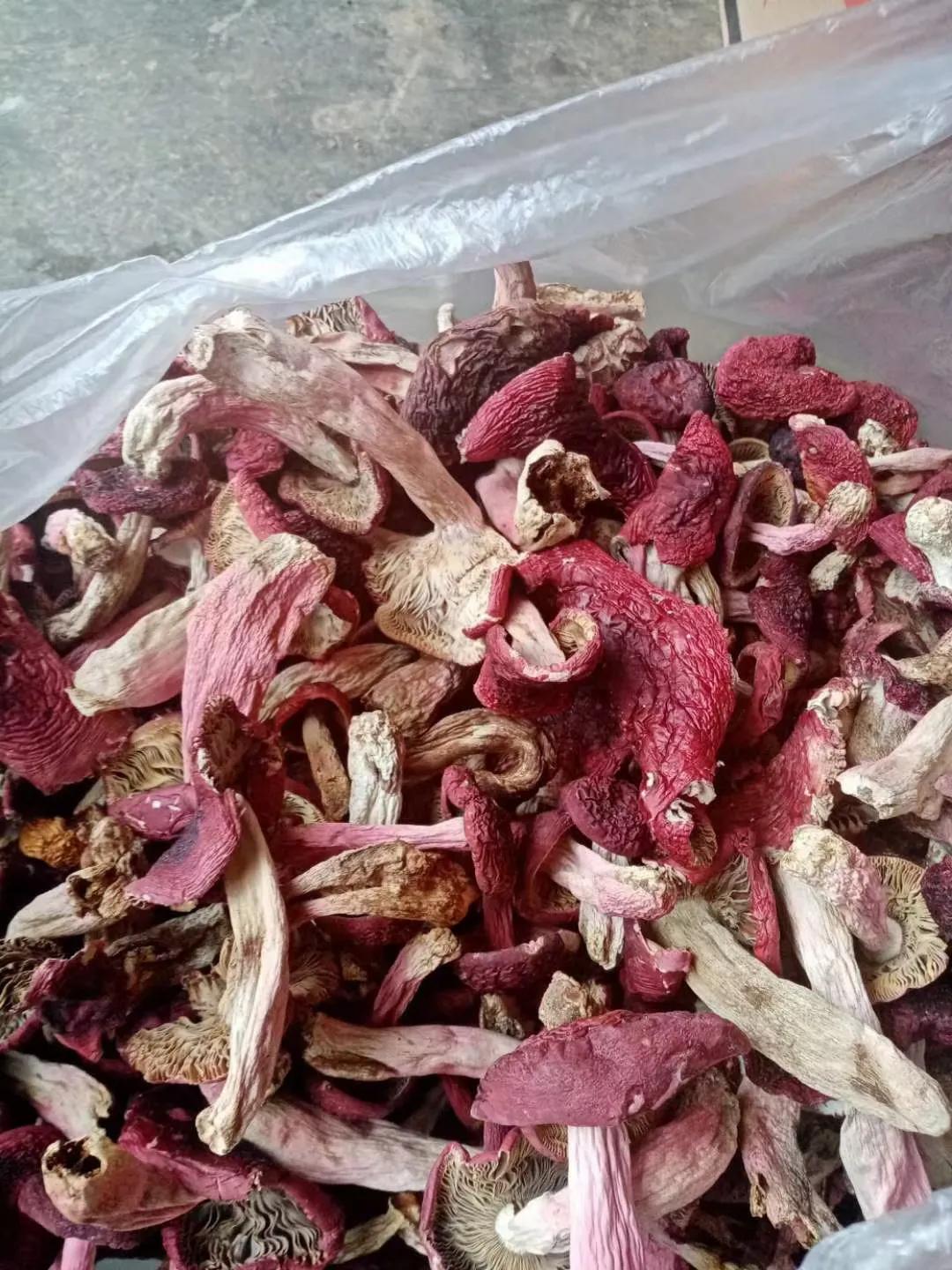 云南野生红菇做法,云南野生红菇种植