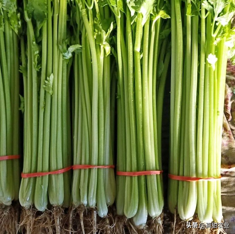 持续下跌，市场交易冷清，菜价多走下坡路