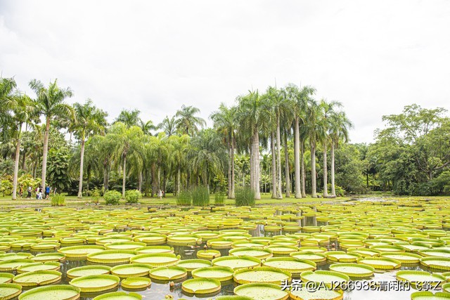 云南西双版纳房价,云南西双版纳旅游