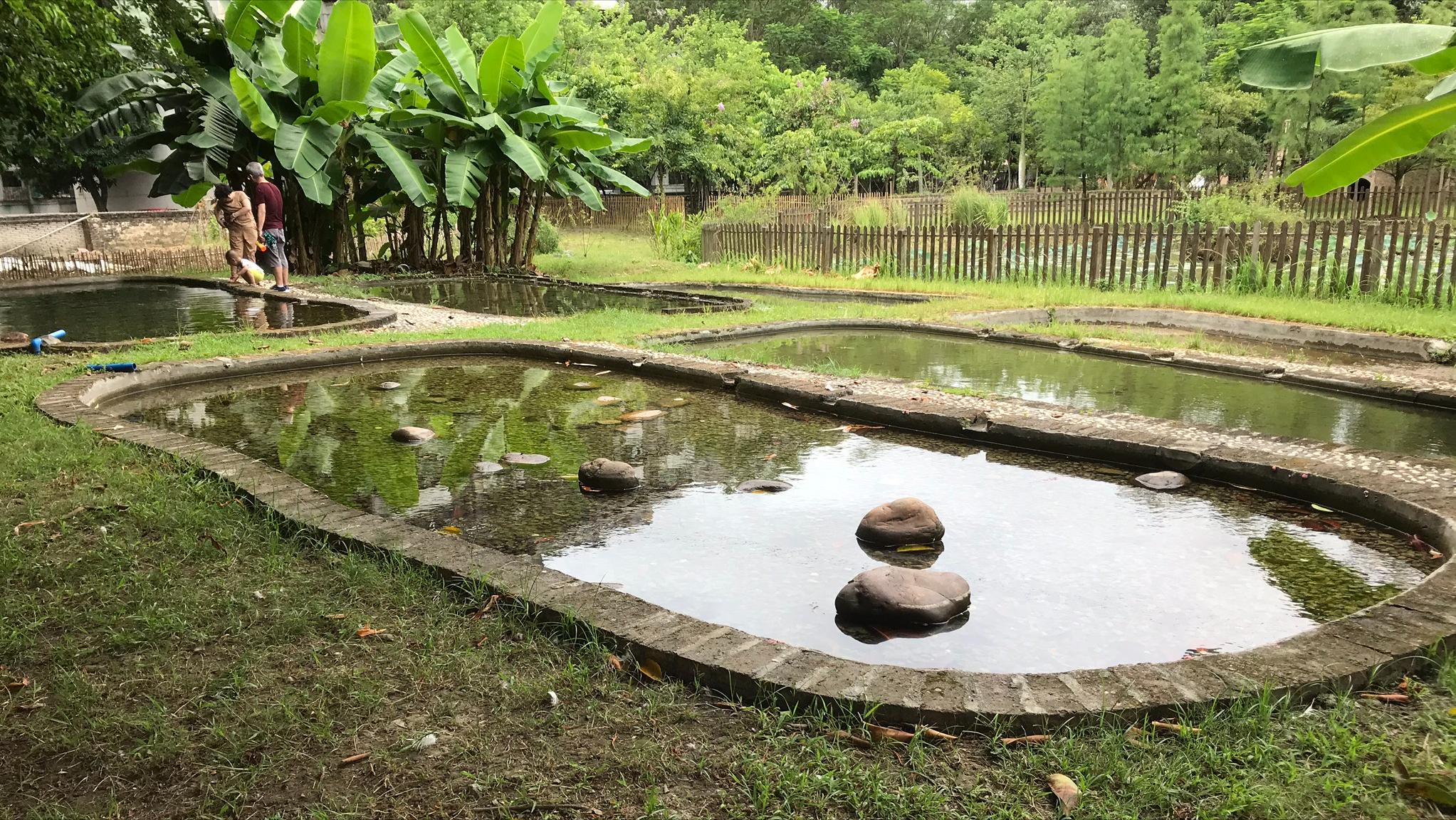 一个有大片绿地、果树、鱼塘、菜地，还有小鸡和鸭子的小岛幼儿园