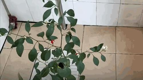 安徽一高校女生放假，寝室物品保护放大招，有人担心成小强乐园